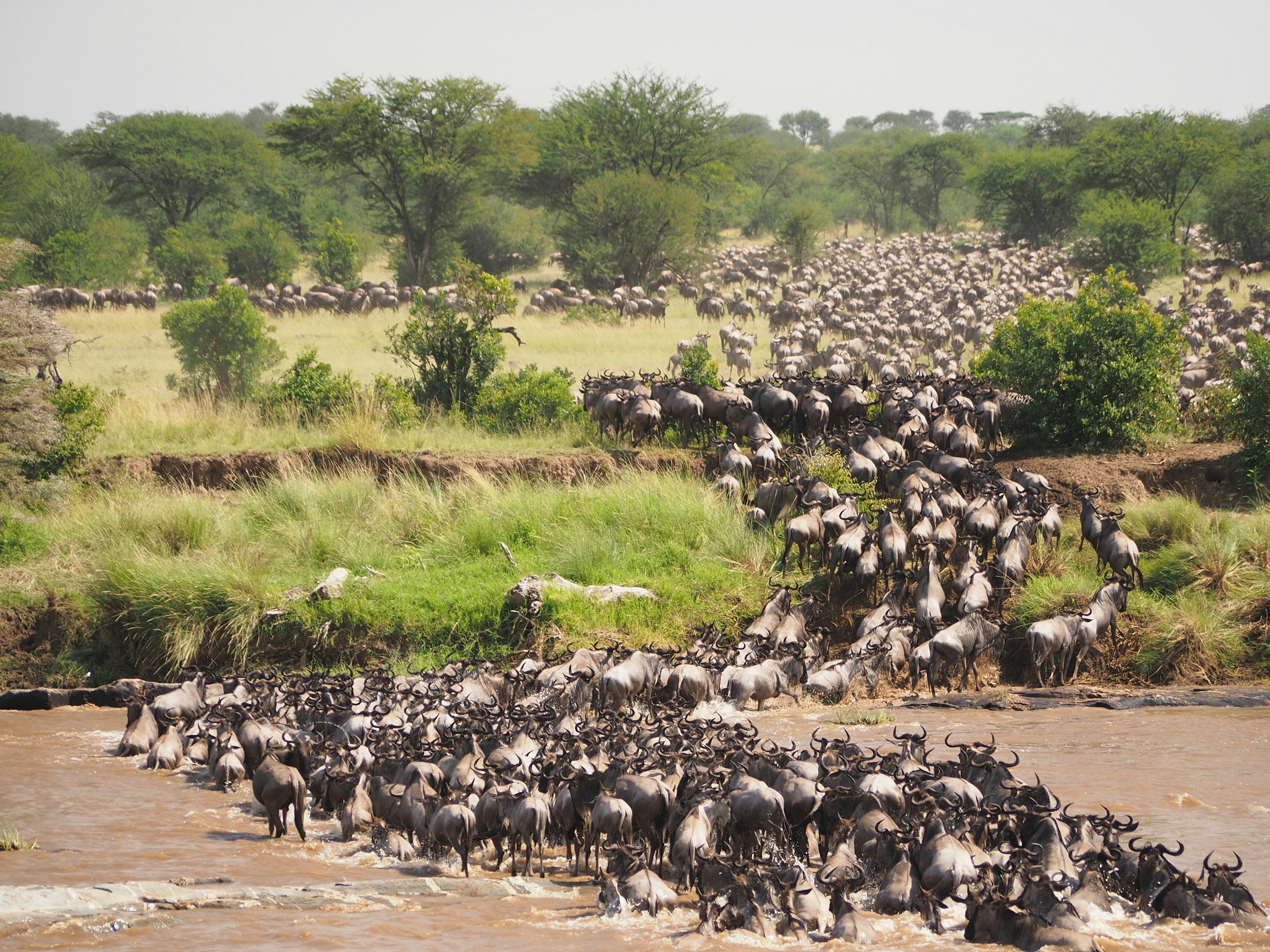 wildebeeste migration – bukini adventures