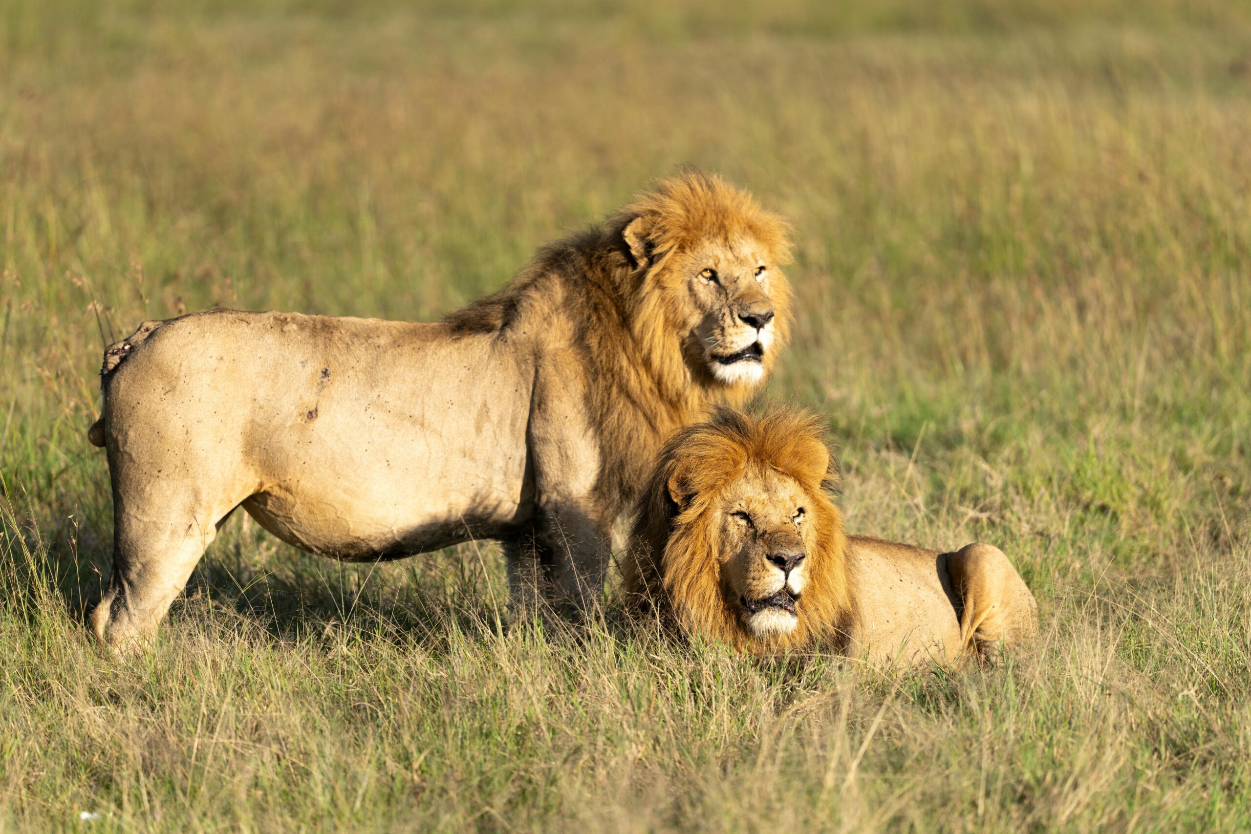 Two majestic male lions resting in the grasslands of Kenya's Maasai Mara.