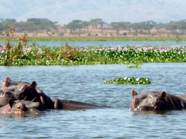 Lake-Naivasha-National-Park-750×450