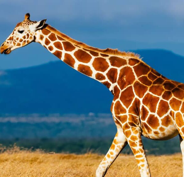 AMHG344 Reticulated giraffe