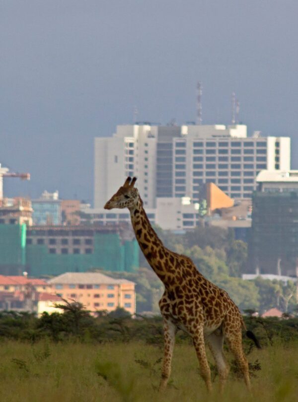 giraffe-and-sky-line-nairobi