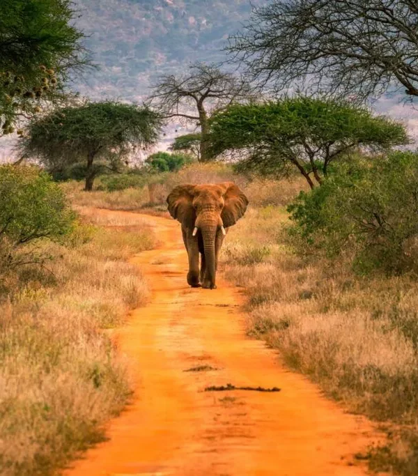 Tsavo_west-National_Park-1024×683
